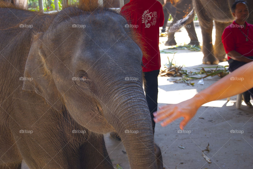 THE ELEPHANT AT NOON NOOK GARDEN PATTAYA THAILAND