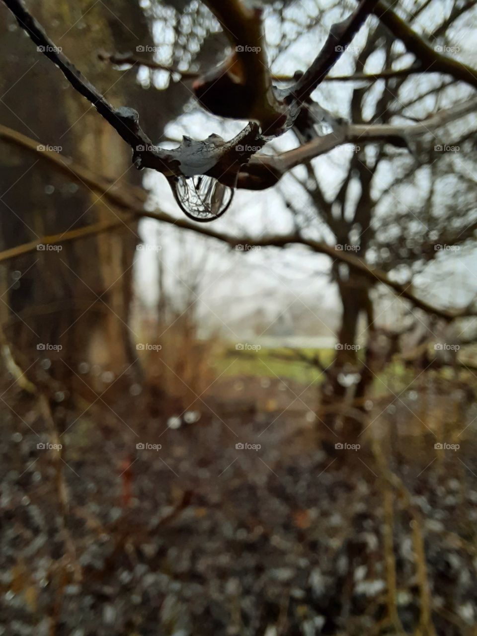 raindrop forming on a twig on misty  day