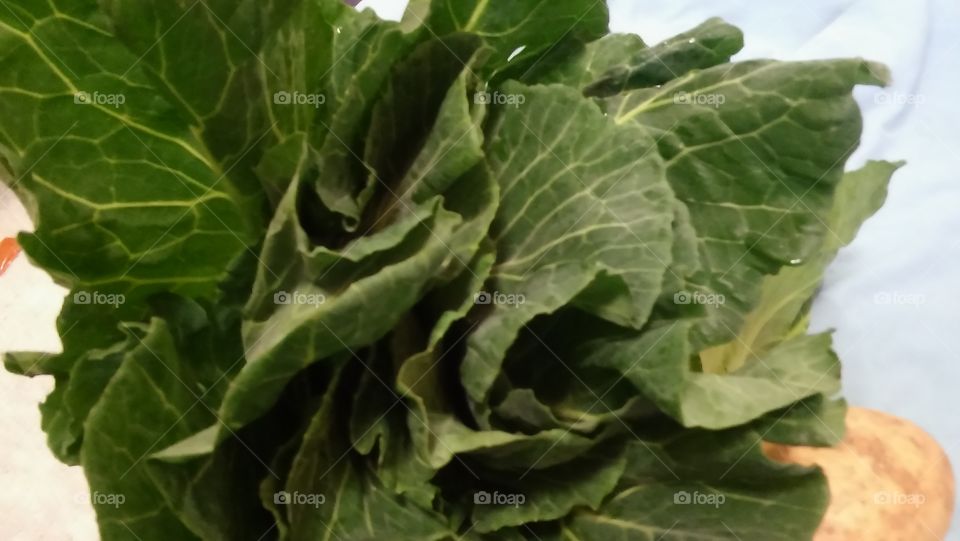 Cabbage