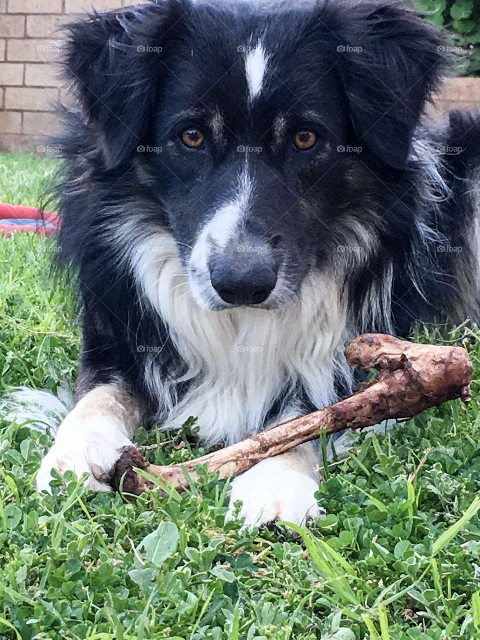 Border collie sheepdog closeup as it prepares to
Munch on a dog bone 