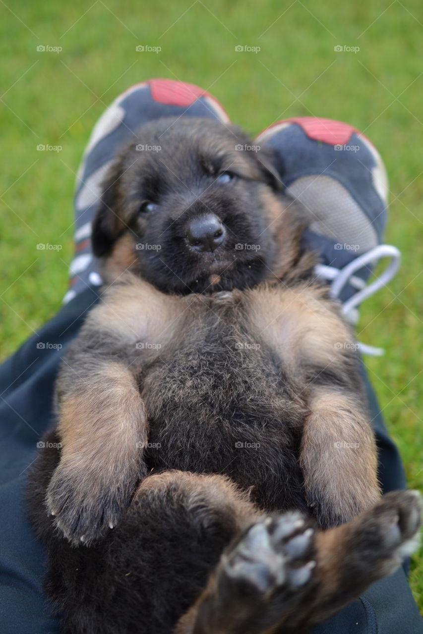 a german shepherd puppy lying on his back