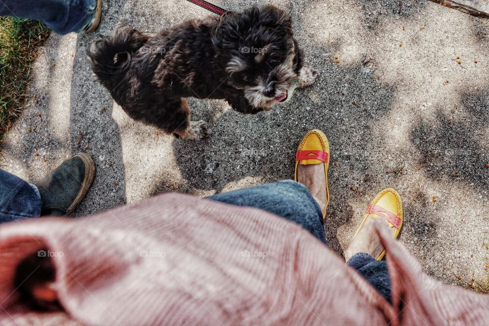 High angle view of dog with pet owner