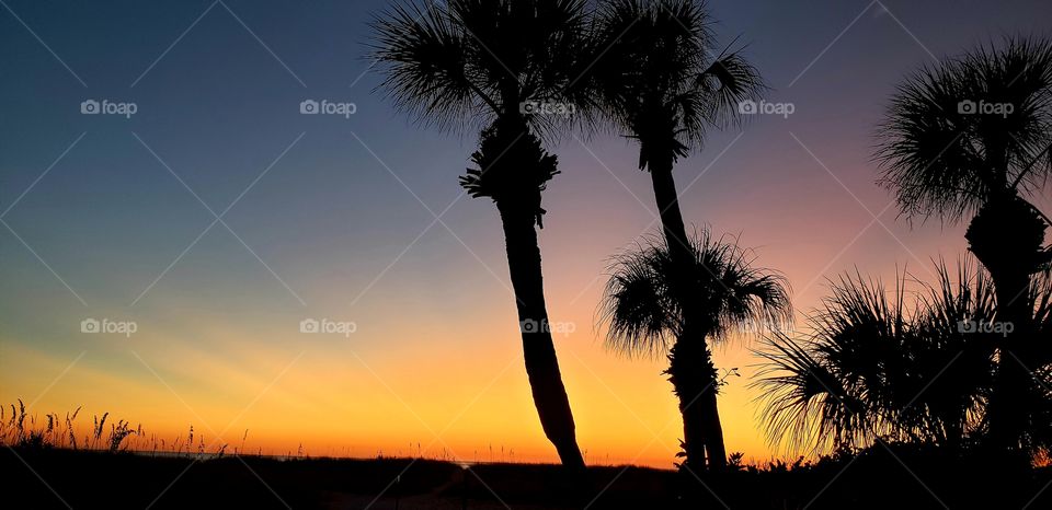 setting sun behind palm trees