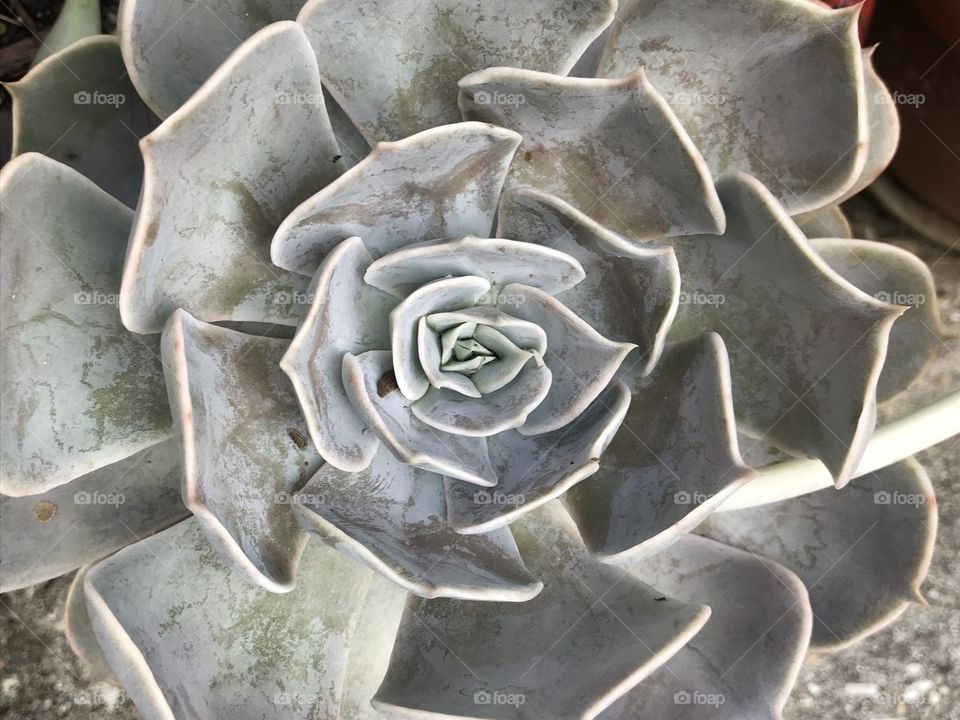 Succulent