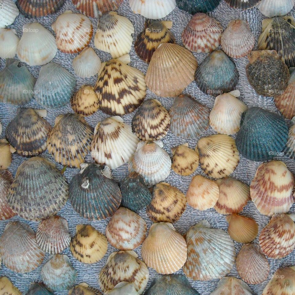 Scallop Collection 
