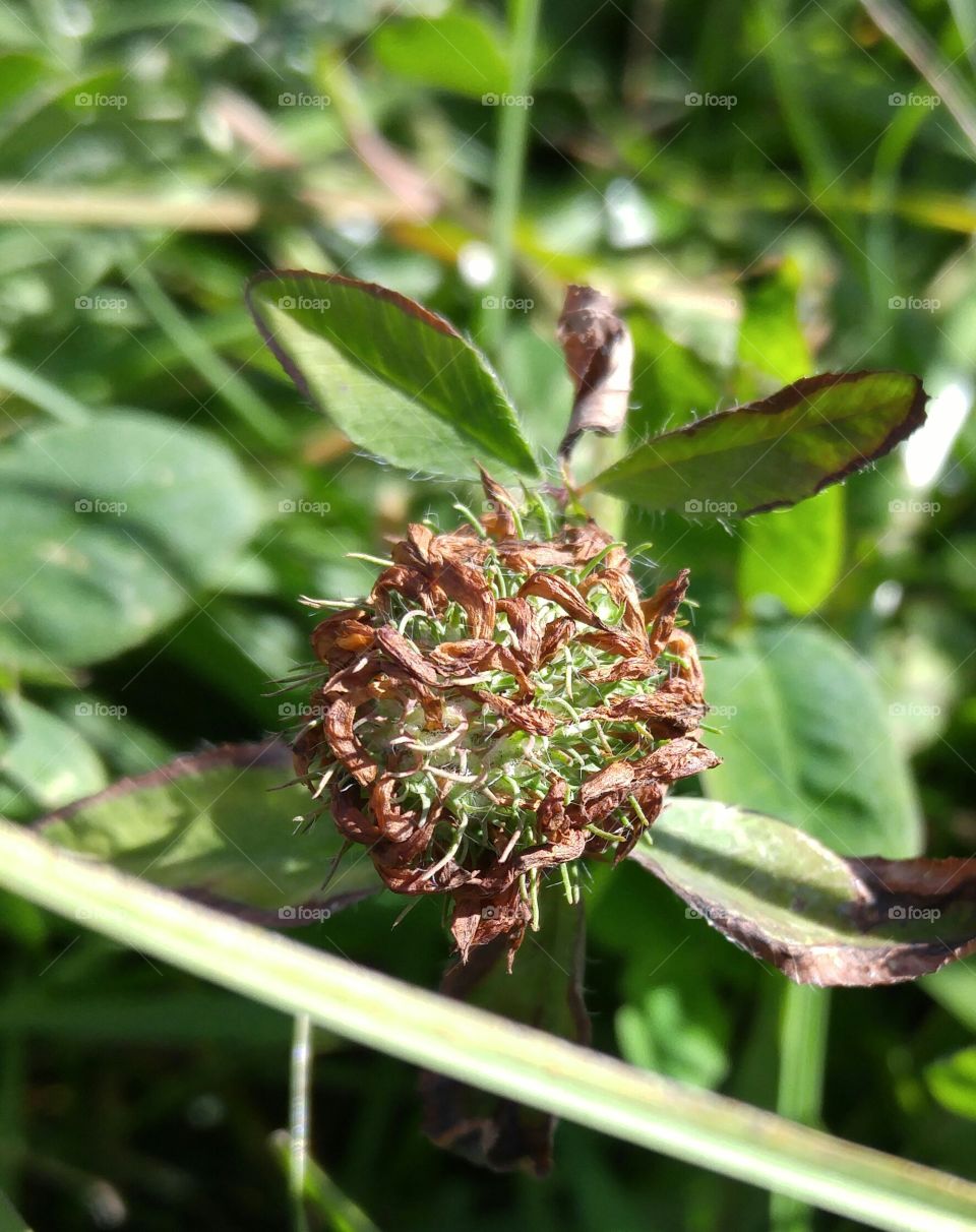 Tiny flower at the end of life. closeup of micro flower at the end of it's life