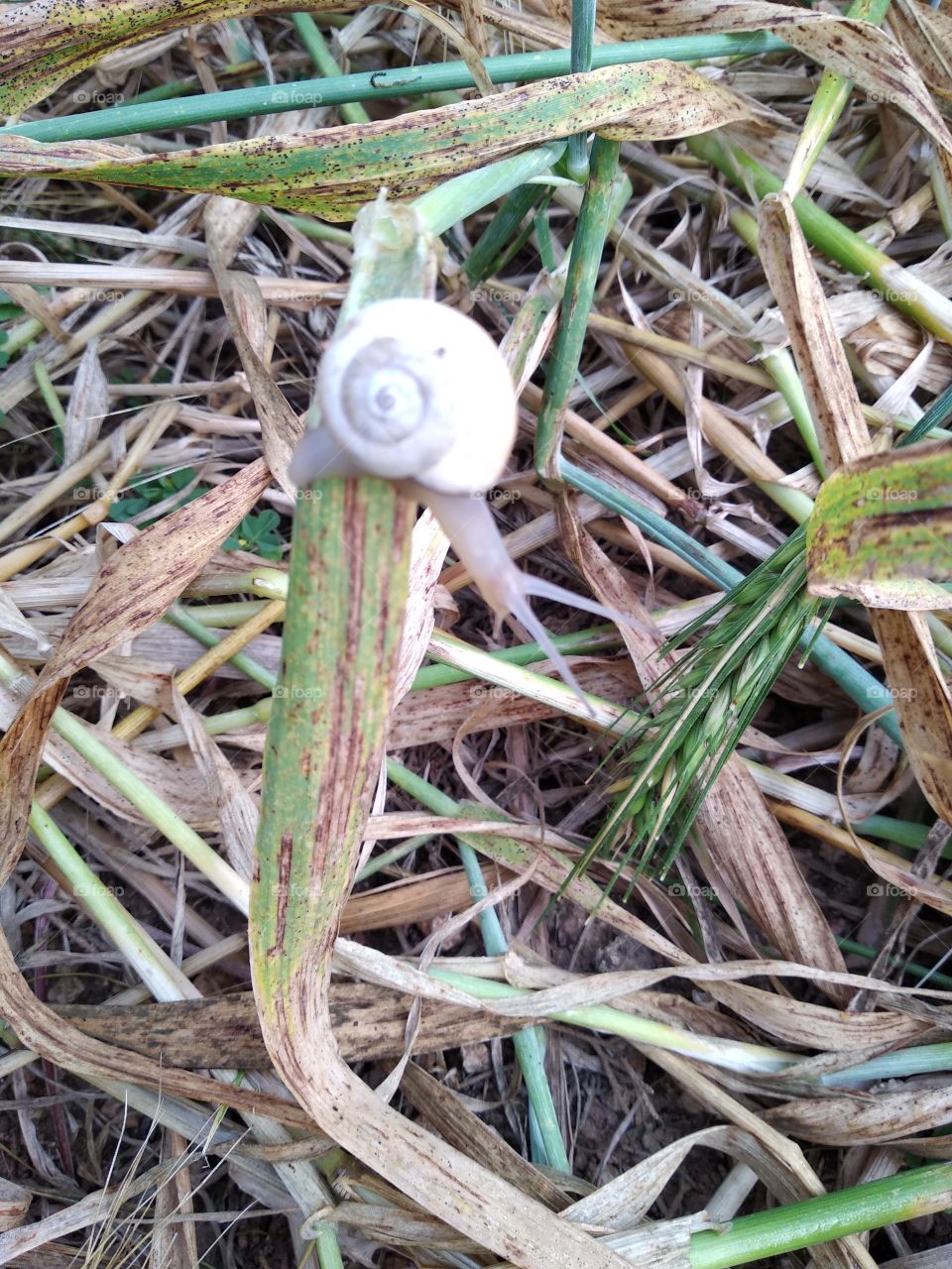 Snail