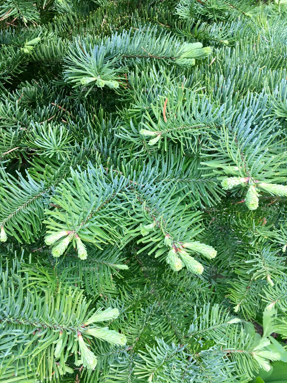 silver fir