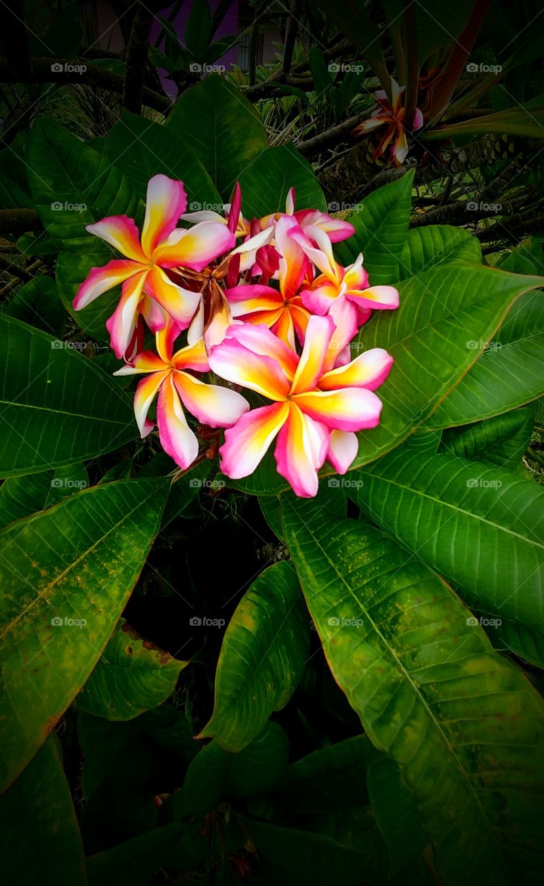 Gorgeous Plumeria