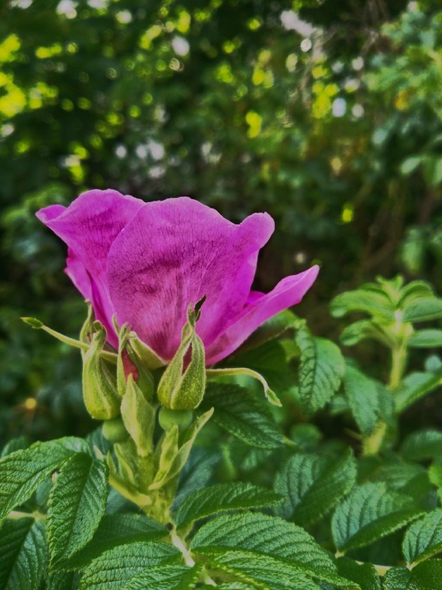 wild rose