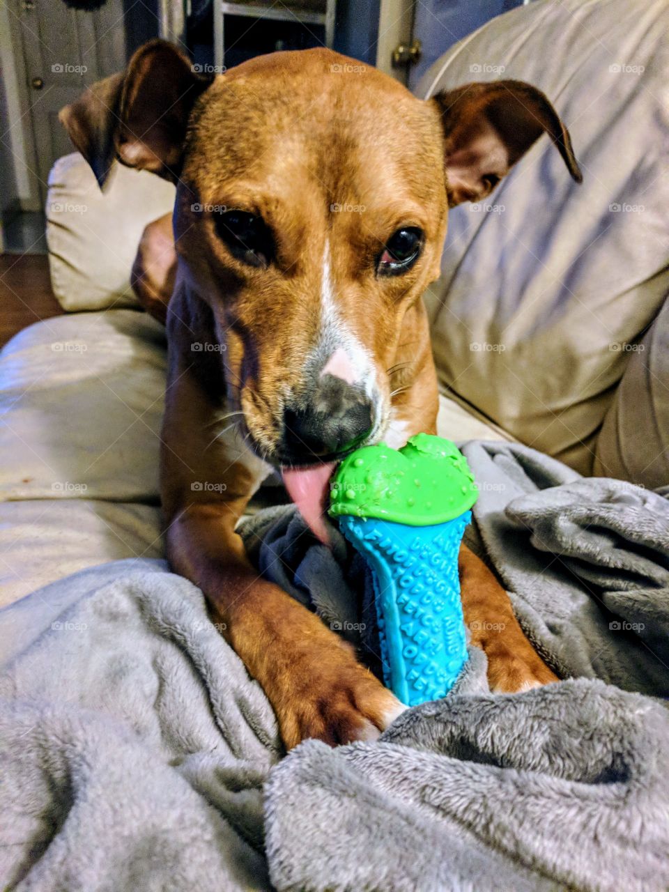 Playful Puppy With Toy