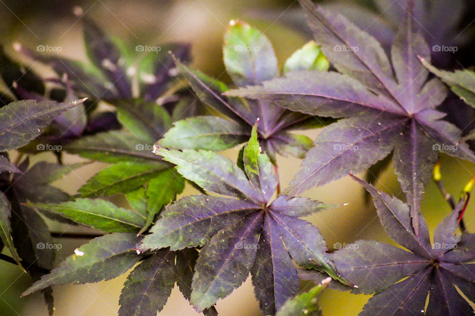 Japanese maple Leaves