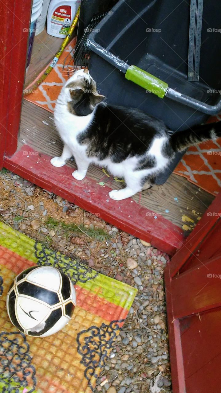 cat in the shed with matching soccer ball
