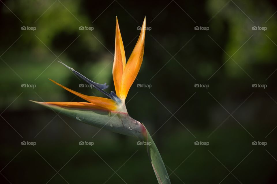 birds of paradise