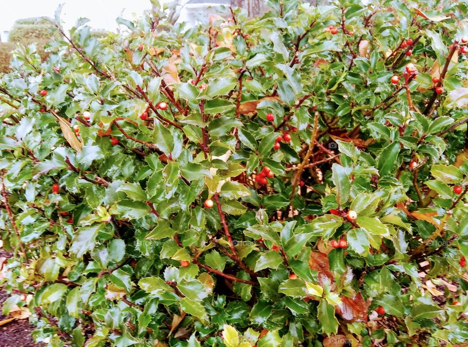 wall of holly