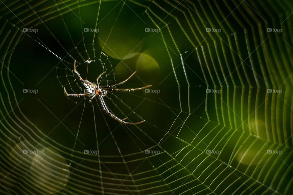 Macro spider