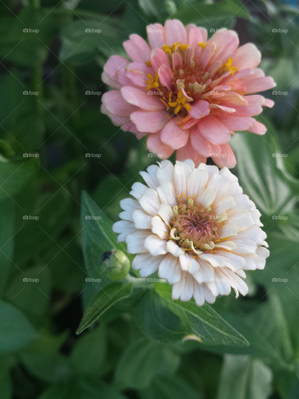 pastel zinnias