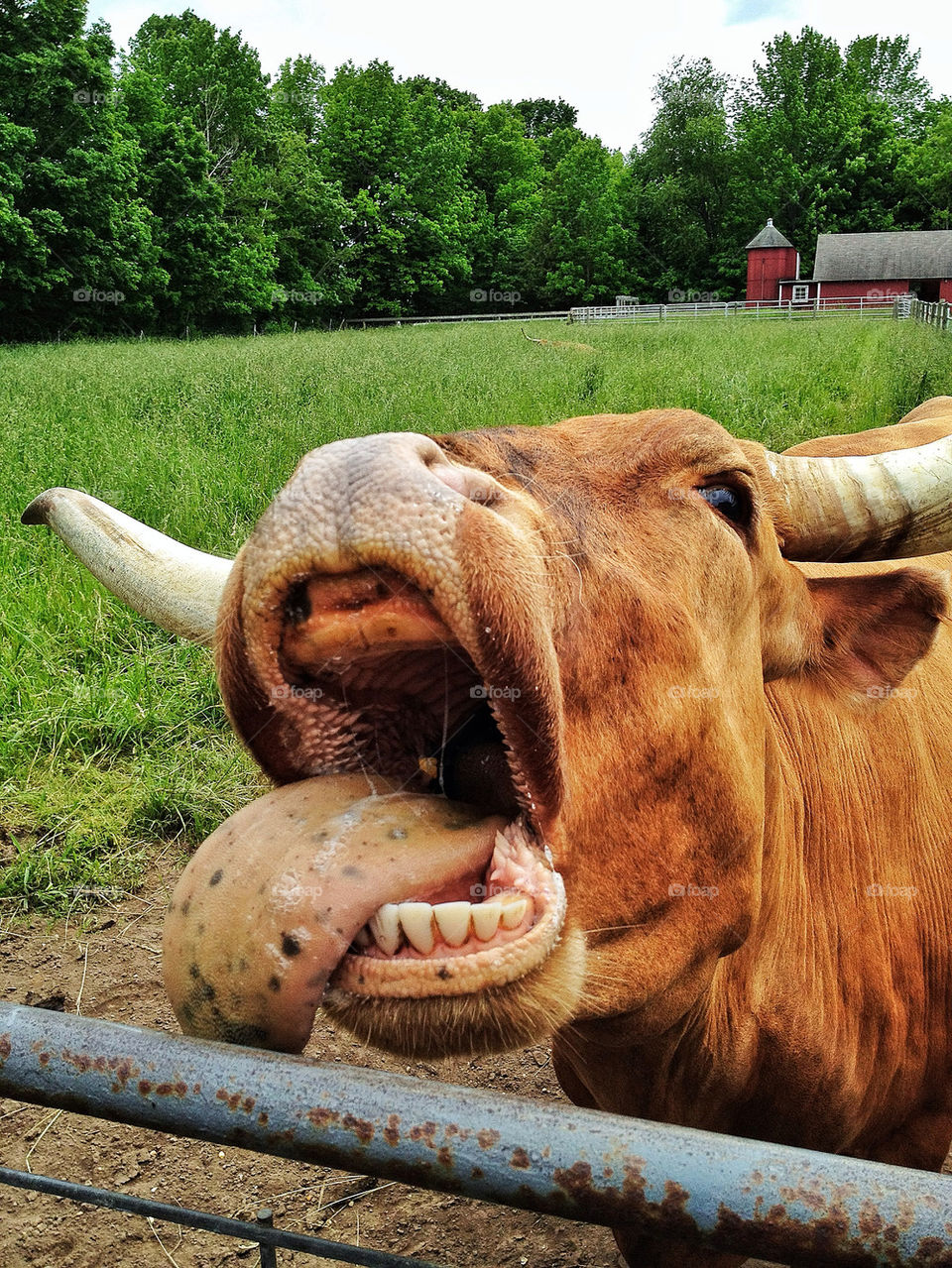 Close-up a cow