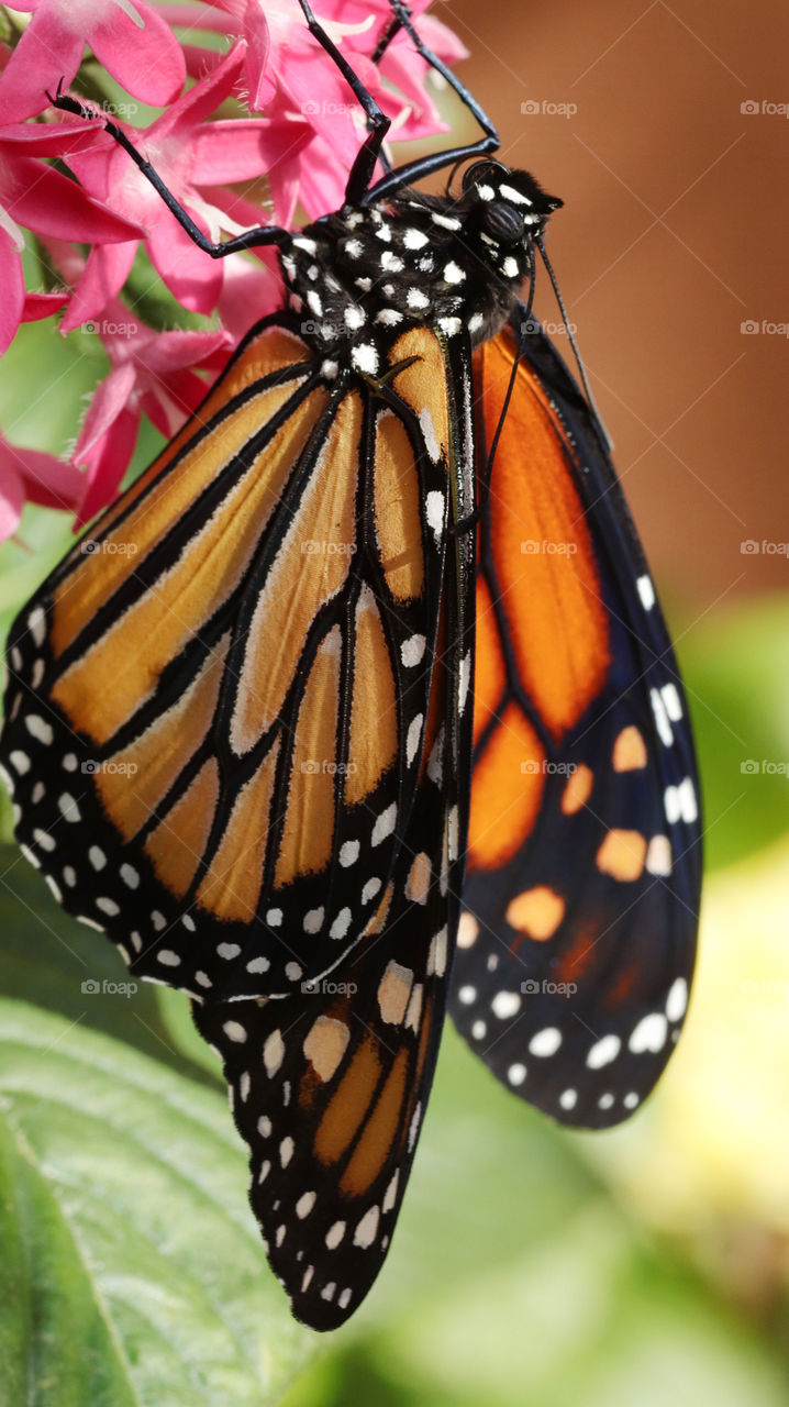 Monarch butterfly