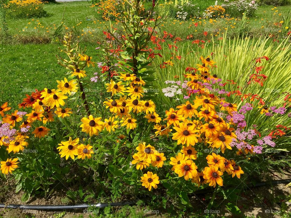 Summer Blossoms