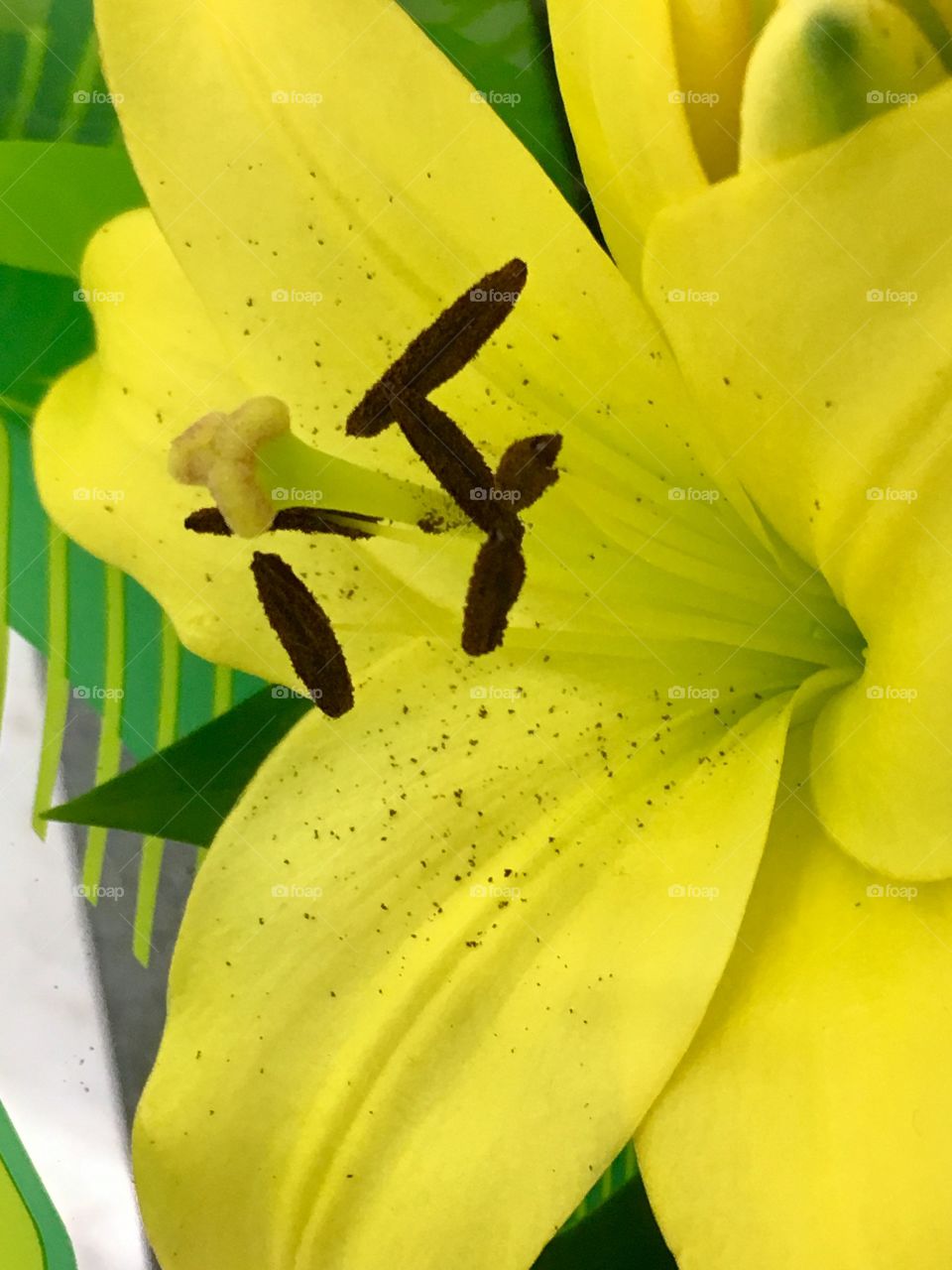 Yellow iris 