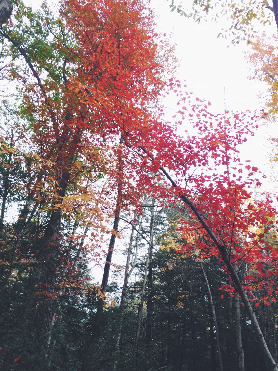 Autumnal vibes 