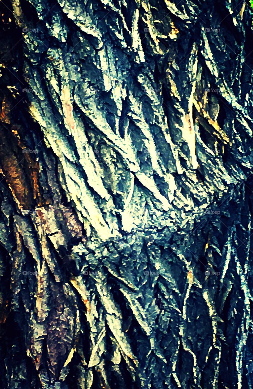 Bark