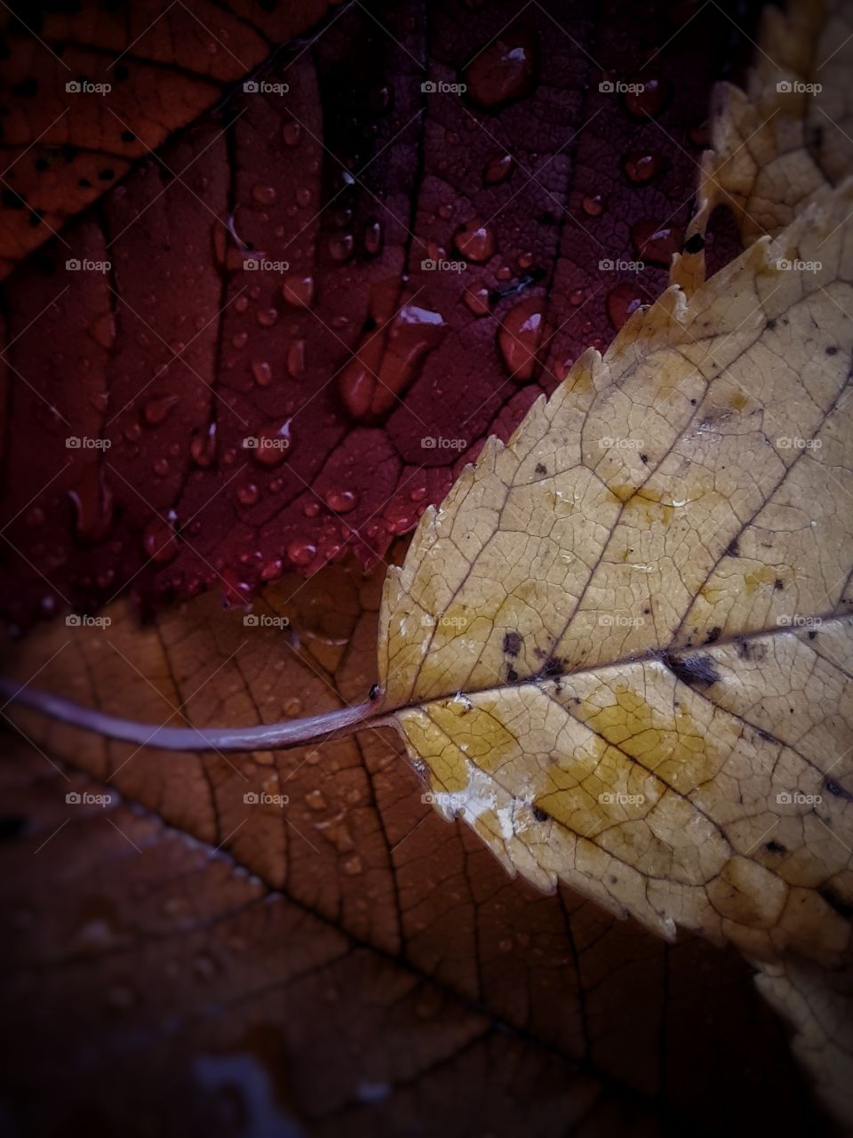 The beauty of the colors produced by nature!!