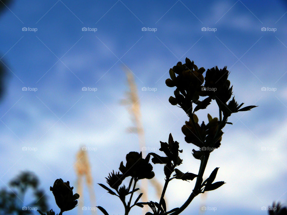 Low angle view of silhouette of plant growing against sky in Berlin, Germany.