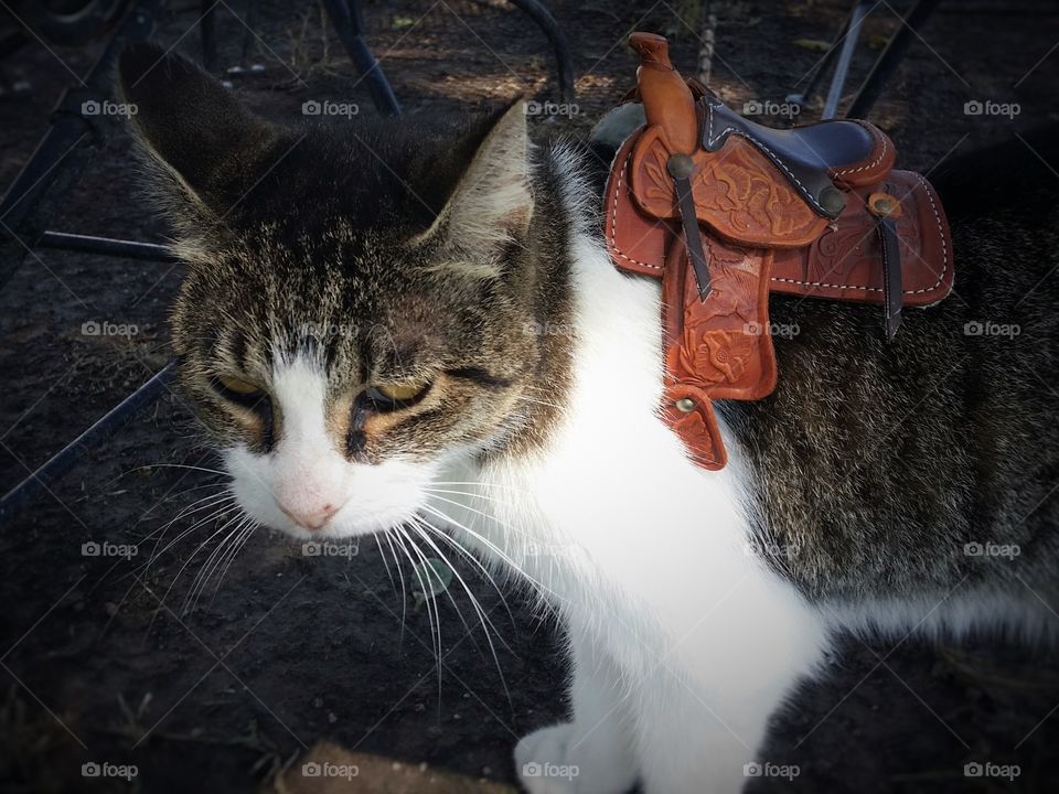 Giddy Up Kitty