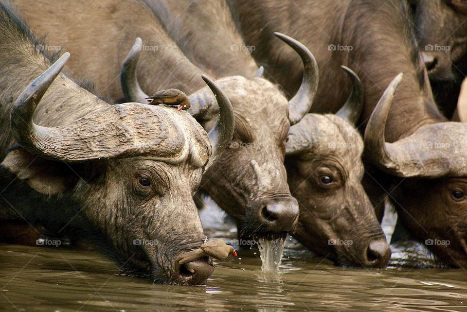 A herd of 250+ buffalo drinking water at the water hole in Kavinga, Zimbabwe. An incredible moment to bare witness to. 