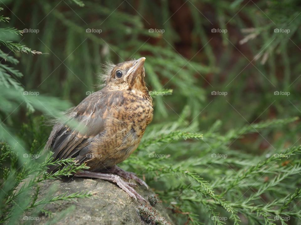 Young blackbird