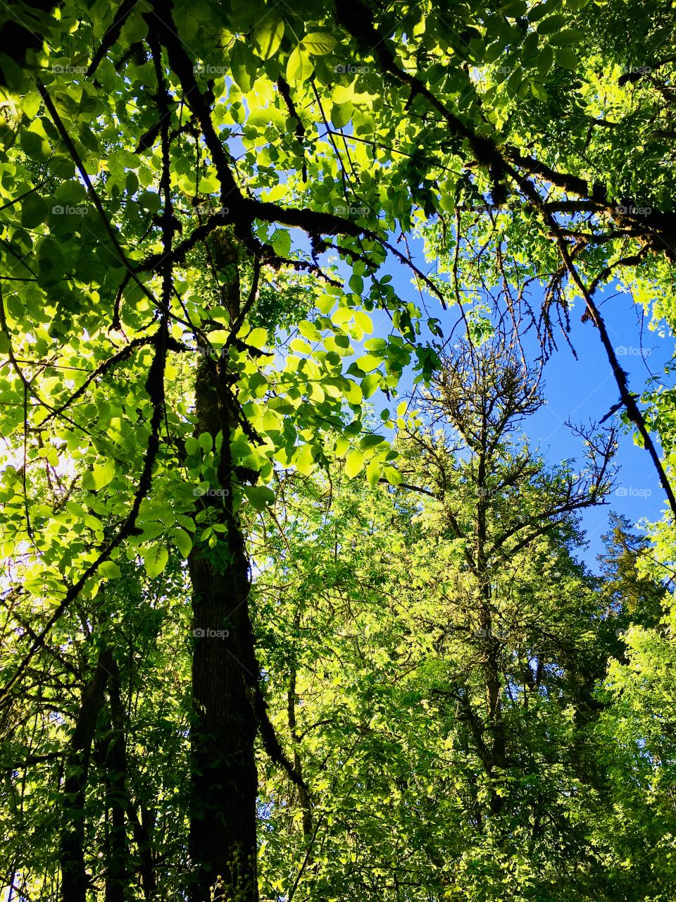 Sunlight through trees 2