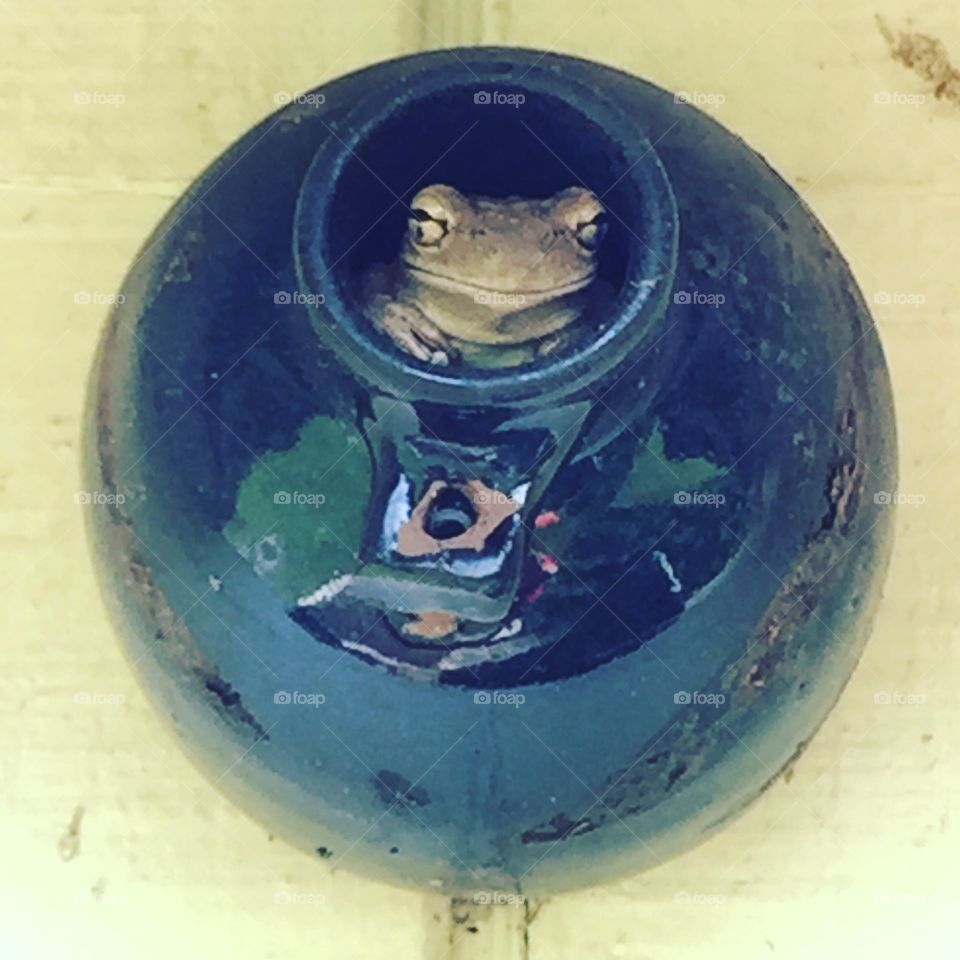 Tree frog looking out from the round opening of a round clay birdhouse hanging on the side of a wall