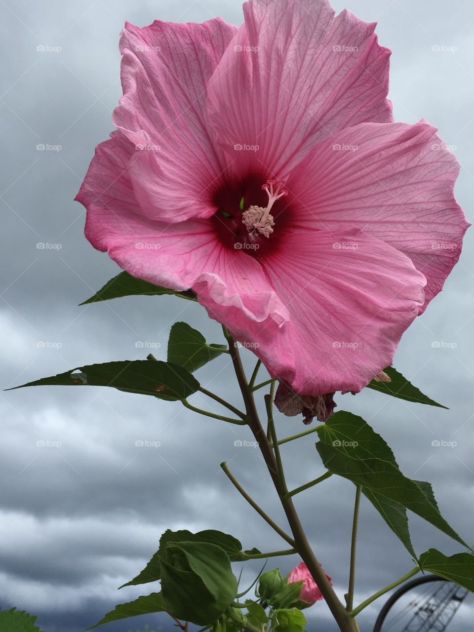 Glorious hibiscus of summer on a stormy day