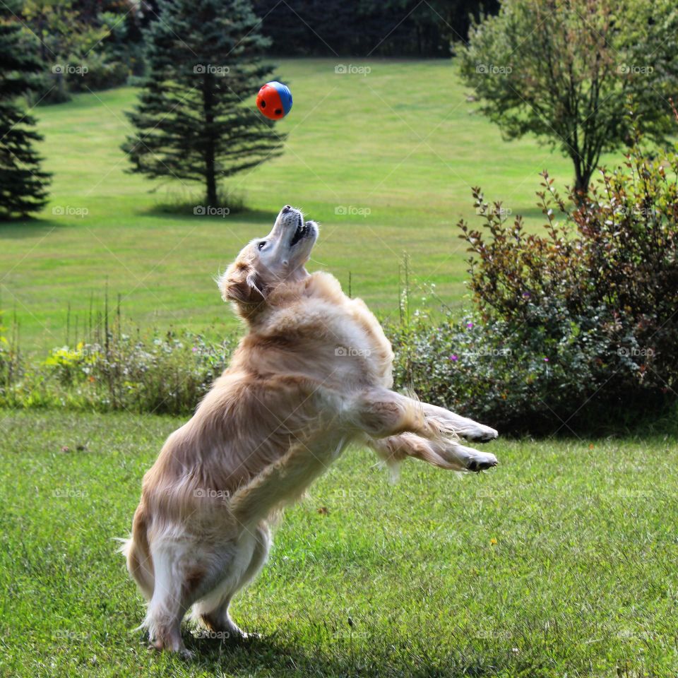Kaci our golden retriever loves to catch the ball