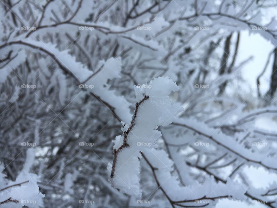 Treebranch heavy With snow
