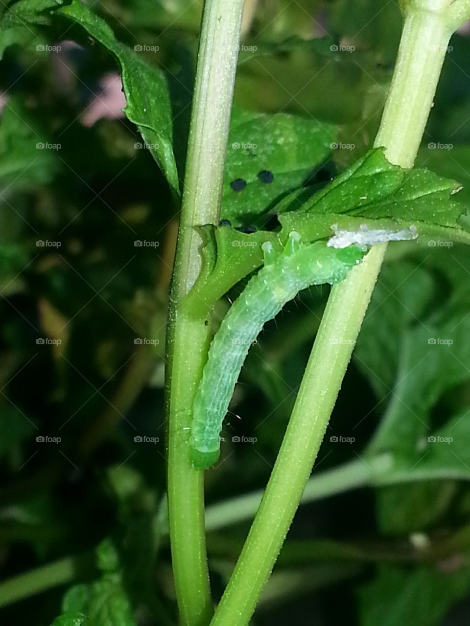 green caterpillar on my mint plant