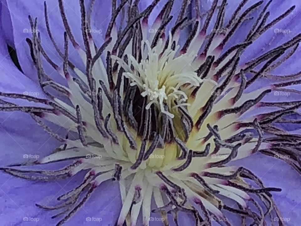 Clematis Closeup 