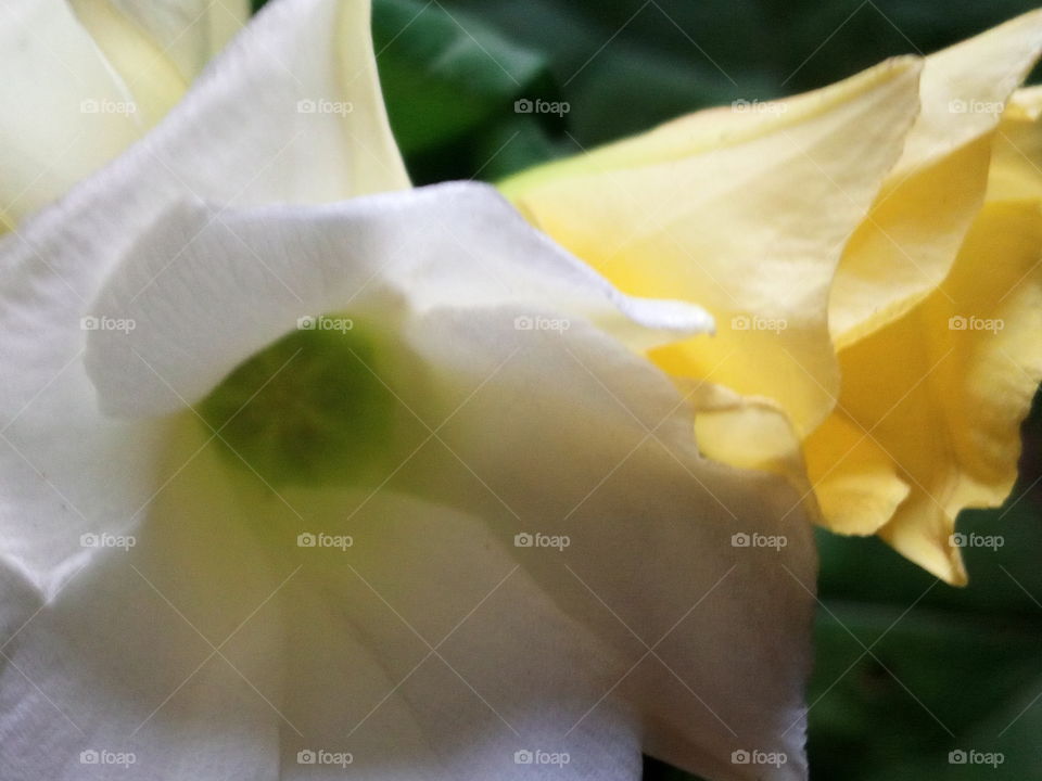 beautiful white flower