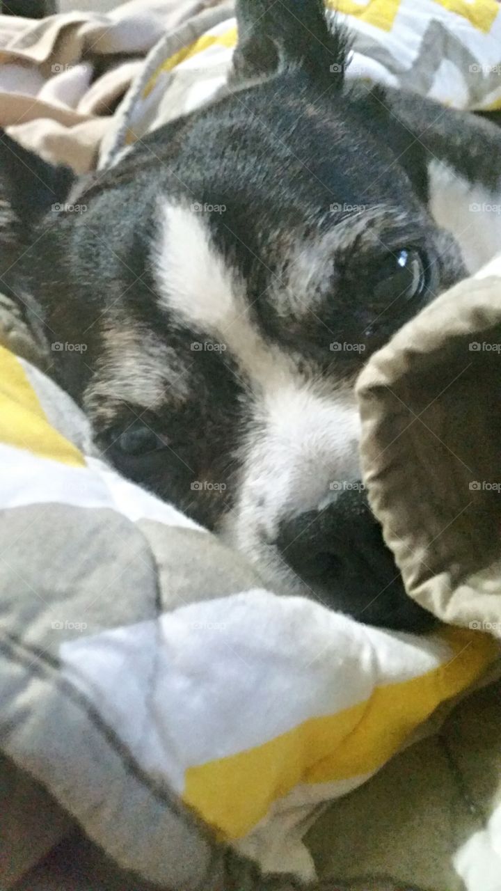 Johnathan Adler Bedding