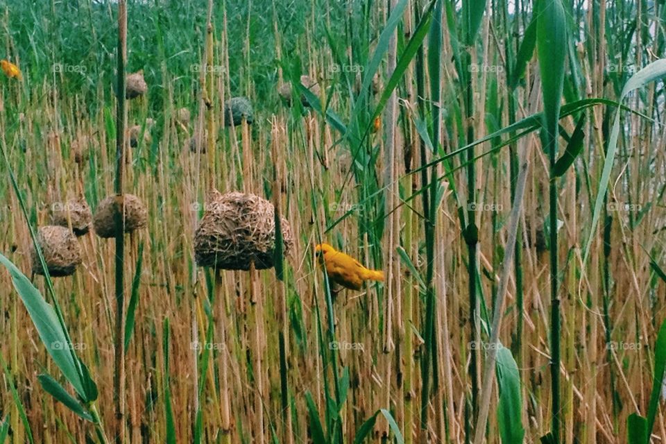 Yellow Weaver Bird and Nest in South Africa