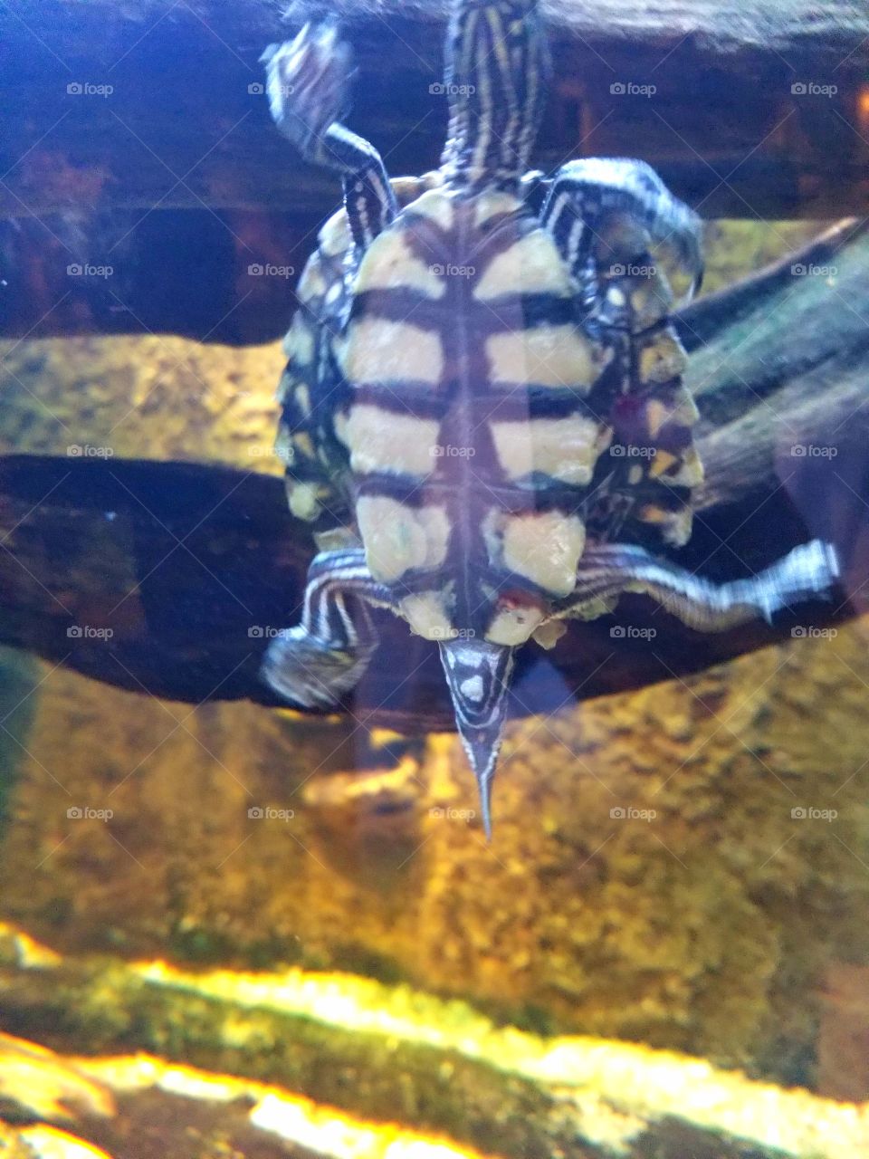 turtle