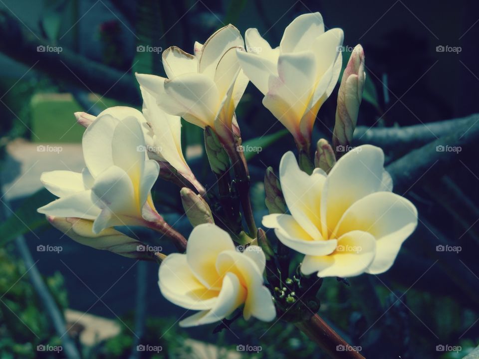 Plumeria flower