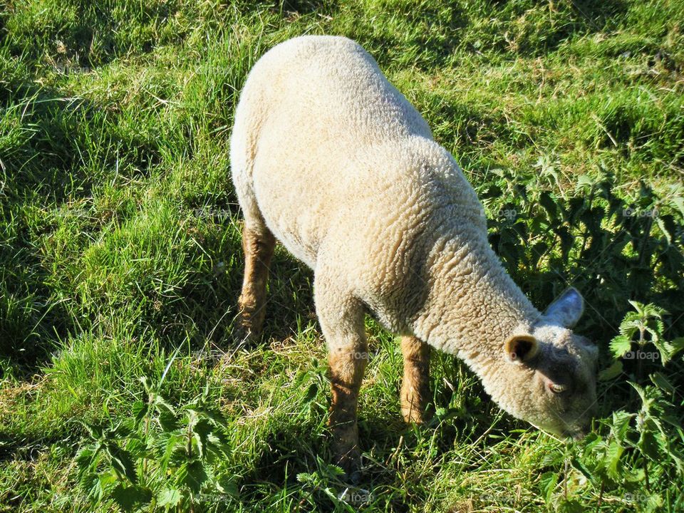 Grass and sheep