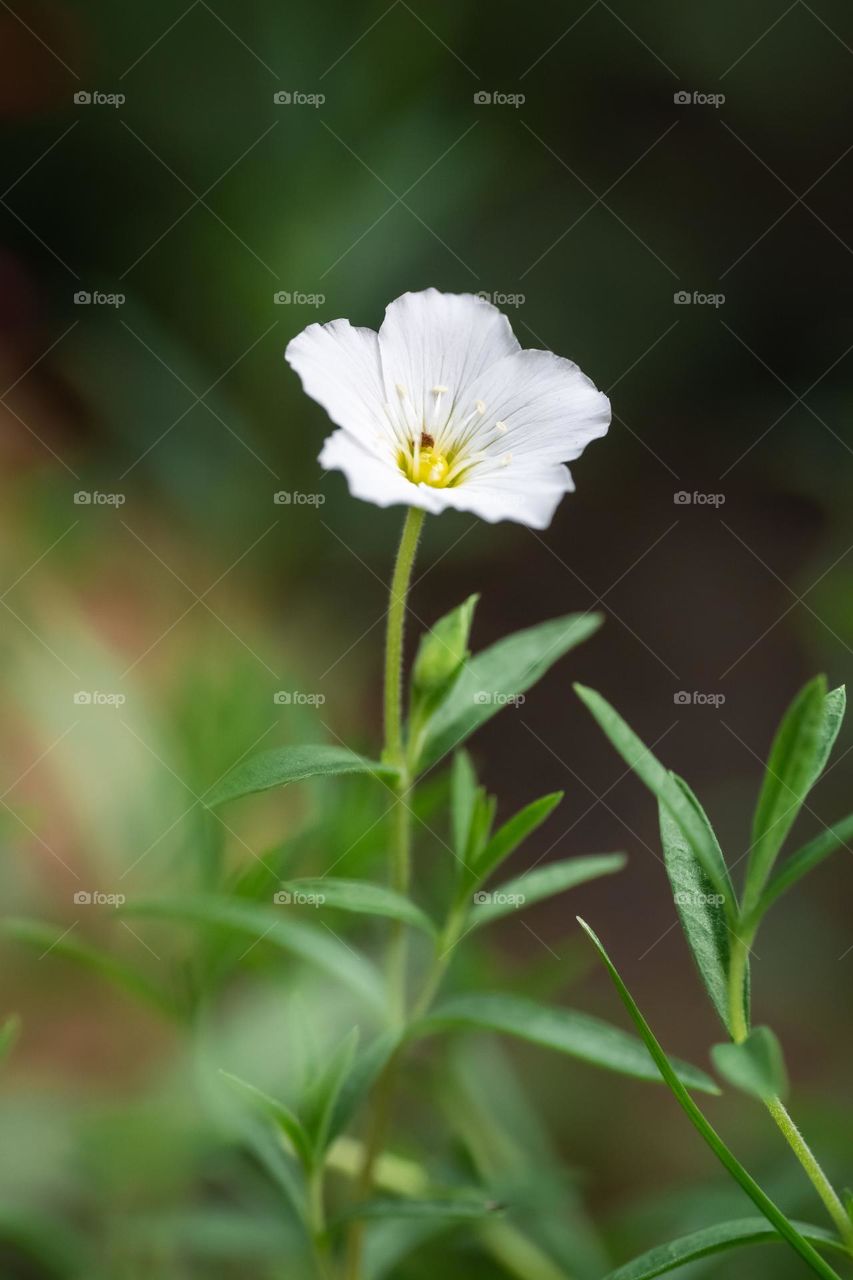 Spring flowers 