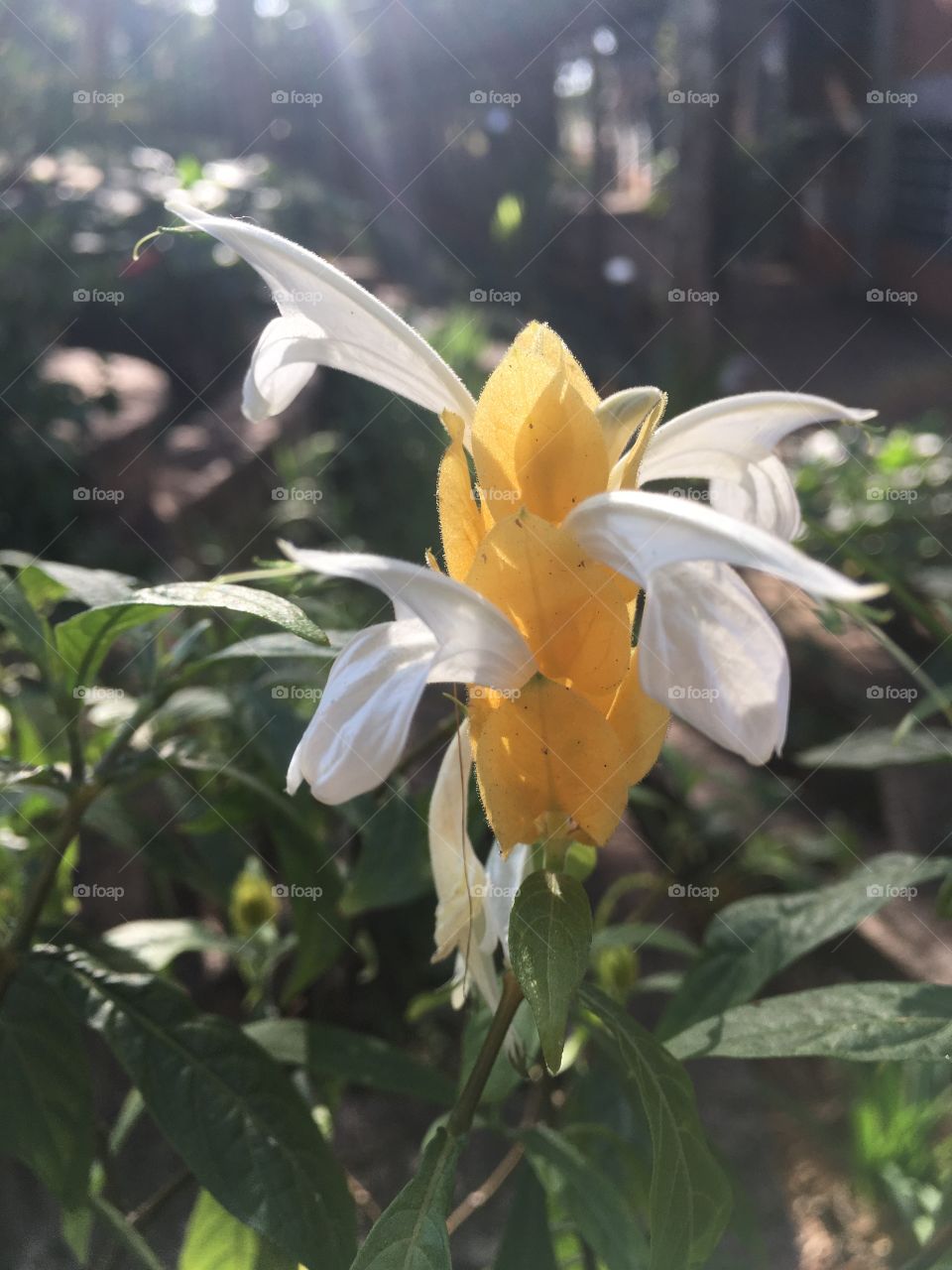 Essa flor brasileira se chama CAMARÃO! Existem nas cores: amarelo, branco e vermelho. 