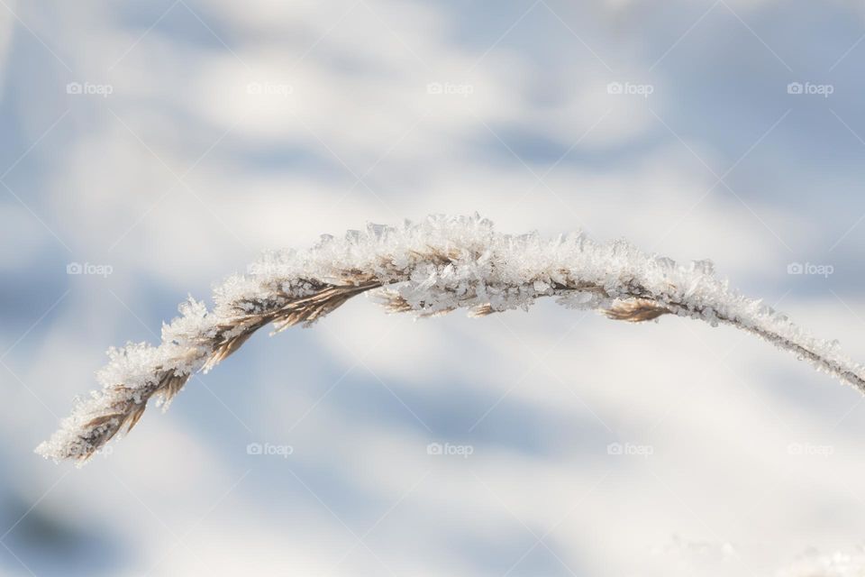 Closeup macro shot of sun shining on grass covered with beautiful frost outdoors on a cold winter day 