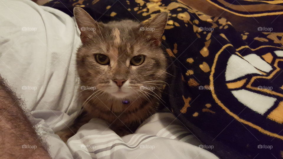 Cat under blanket. newly adopted cat loving her new family :)