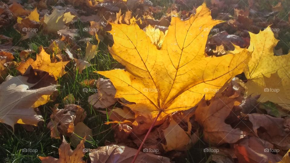 Shining leaf. 